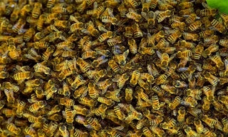 Nam du khách tử vong vì bị ong 'sát thủ' tấn công