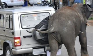 Voi dữ 'khủng bố' Ấn Độ
