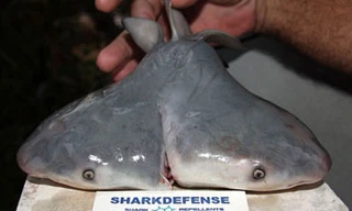 Cá mập 2 đầu không phải song sinh dính liền