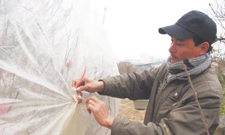 Anh Nguyễn Biên Thùy buộc nilon, giữ ấm để đào nở hoa