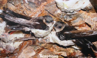 Triển lãm ảnh nghệ thuật yến sào Khánh Hòa