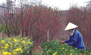 Vườn đào Nhật Tân ngày Tết