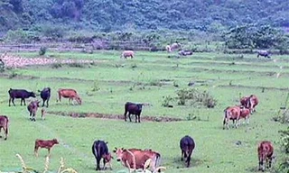 Hàng chục nghìn gia súc vẫn thả rông trong giá rét