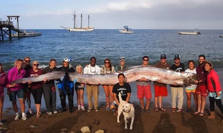 Bắt được cá dài hơn 5 mét ở Mỹ