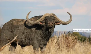 Con trâu rừng châu Phi tên Horizon có giá cao kỷ lục. (Ảnh: Caters News).