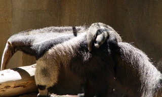 1001 thắc mắc: Động vật có chiếc lưỡi dài kỳ quái nhất hành tinh?