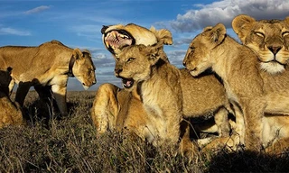 Ngoài việc giúp tránh những kẻ săn mồi, khả năng "đếm số" này còn là công cụ giúp các loài động vật đối phó với một loạt vấn đề nan giải khác