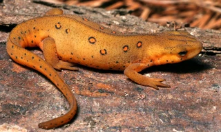 1001 thắc mắc: Loài sa giông nào tiết ra chất độc đủ giết 20 người?