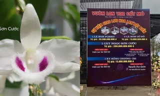 Giá ảo của loại lan đột biến Ngọc Sơn Cước được cho là giao dịch 250 tỷ đồng tại thị xã Đông Triều, tỉnh Quảng Ninh (Ảnh cắt từ clip).