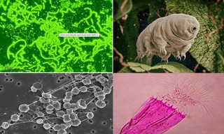 1001 thắc mắc: Những sinh vật kỳ dị nào có thể sống sót trên Sao Hỏa?