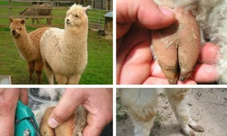 Những bàn chân kinh dị, độc lạ nhất thế giới loài vật