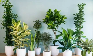 Cách chăm sóc cây cảnh thế nào sau dịp Tết để vẫn đẹp đến năm sau?