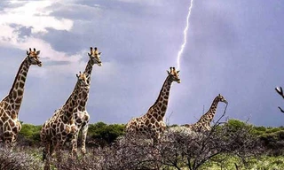 1001 thắc mắc: Liệu hươu cao cổ có bị sét đánh nhiều hơn các loài khác?