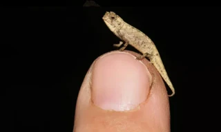 1001 thắc mắc: Loài bò sát nào nhỏ nhất thế giới, chỉ nhỉnh hơn que diêm?