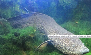 Vây của chúng rất cứng để di chuyển trên cạn dễ dàng.