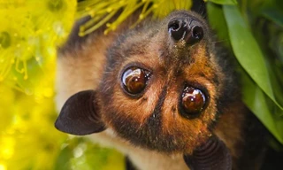 1001 thắc mắc: Loài động vật nào sống sót khi mang virus chết người?