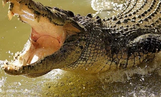 1001 thắc mắc: Loài nào có thể sống tới 2.000 năm nếu được cung cấp đủ thức ăn?