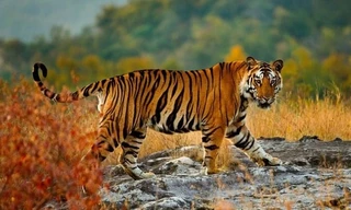 1001 thắc mắc: Vì sao hổ dễ dàng phát hiện con mồi ngay cả trong bóng tối?