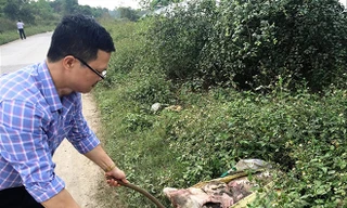Xác lợn thối rữa được người dân vứt ra đường ở​Tản Lĩnh (Ba Vì, Hà Nội). Ảnh: MP