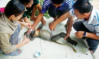 Một thú rừng bị thương được chăm sóc tại trung tâm cứu hộ và bảo tồn, phát triển sinh vật, Vườn Quốc gia Chư Mom Ray. Ảnh: Phạm Anh