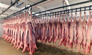 Ảnh minh họa: Internet