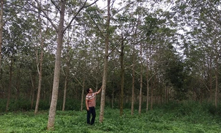 Gia đình ông Trần Ðình Mạnh (Chủ tịch UBND huyện Tuy Ðức từ 2008 đến 2015) đang trồng cao su trên diện tích đất thuê của Nhà nước được huyện cấp sổ đỏ