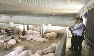 Một hộ chăn nuôi lợn ở huyện Thống Nhất 