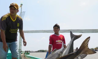 Thu hoạch cá nuôi trên biển ở Cà Mau. Ảnh: Tiến Hưng