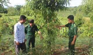 Nhờ sự giúp đỡ của Đồn Biên phòng Hướng Lập và nhân dân bản Ka Tiêng, người dân bản A Via đã đổi thay cuộc sống từ cây bời lời và sắn cao sản. Ảnh: PV 