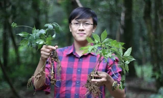 Anh Trần Ðức An khởi nghiệp với sâm Ngọc Linh. Ảnh:NVCC 