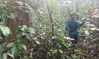 Anh Phan Văn Trí đang mở đường để dẫn chúng tôi vào thăm thú một cây bằng lăng cổ thụ trên 100 năm tuổi