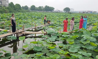 Chen chân chụp ảnh ở những ao sen Tây Hồ. Ảnh: MẠNH THẮNG