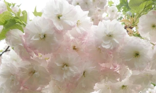 Trăm hoa đua sắc ở Nam Kinh