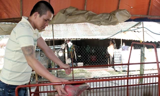 ‘Ngựa chứng’ quay đầu