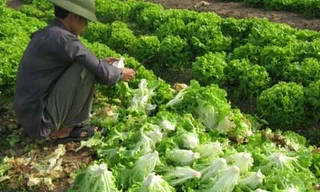 Nhớ lâu nhờ vitamin B