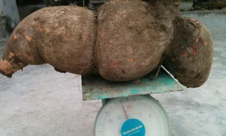 Củ sắn nặng 29 kg