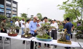 Nghỉ lễ, đi ngắm cây bạc tỷ ở Vinhomes Riverside