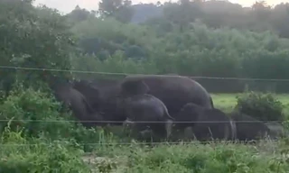 Clip: Đàn voi rừng hơn 10 con xuất hiện trên đồi Đá Trắng ở Đồng Nai