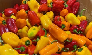 Những loại ớt độc lạ, giá đắt đỏ vẫn được lùng mua ở Việt Nam