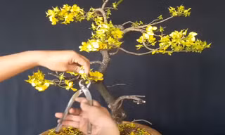 Bí quyết chăm sóc mai vàng chuẩn chuyên gia để sang năm hoa lại nở đẹp