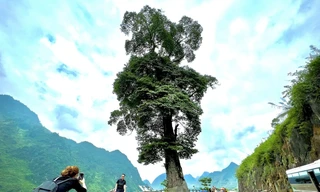 Cây nghiến cô đơn lừng lững giữa đất trời Hà Giang.