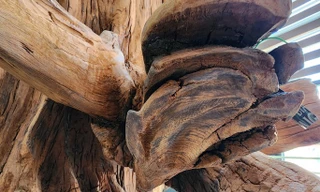 Gốc sưa 'khủng' từng có giá hàng chục tỉ đồng ở Quảng Bình giờ ra sao?