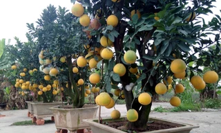 Chăm sóc bưởi cảnh sau tết thế nào để năm sau quả sai trĩu trịt