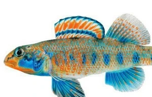 Loài cá nước ngọt mang họ của Tổng thống Obama