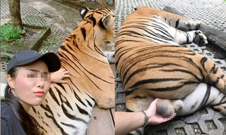 Cô gái bị chỉ trích dữ dội vì cầm 'của quý' của hổ để chụp ảnh sống ảo