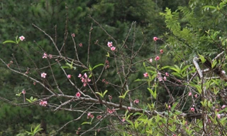 Ngắm hoa đào nở từ tháng 9