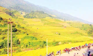 Mù Cang Chải - Nôn nao mùa lúa chín