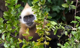 Ngắm đàn Voọc hiếm gặp trên quần đảo Cát Bà