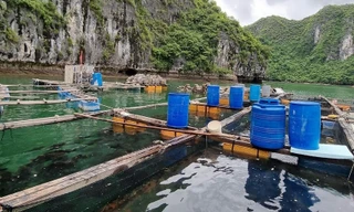 Hải Phòng gia hạn chót tháo dỡ cơ sở nuôi trồng thủy sản ở Cát Bà 