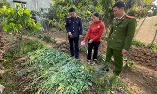 Thu giữ 143kg cây cần sa trong vườn rau nhà dân ở Hải Phòng